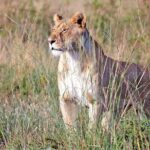 4-Day Group Tour to Tarangire, Serengeti, Ngorongoro - Lodge - FAQs