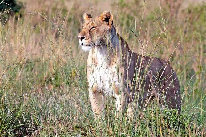 4-Day Group Tour to Tarangire, Serengeti, Ngorongoro - Lodge - FAQs