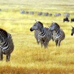 4 Day Joined Group Safari Ngorongoro, Manyara,Tarangire and Arusha National Park - Practical Details & Value