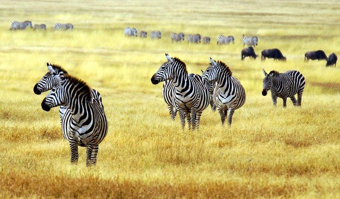 4 Day Joined Group Safari Ngorongoro, Manyara,Tarangire and Arusha National Park - Practical Details & Value