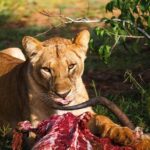 4-Day Kidepo Valley National Park Flight Safari (Luxury) - Day 3: Hot Springs and Guided Nature Walks