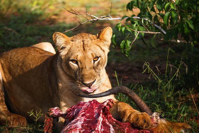 4-Day Kidepo Valley National Park Flight Safari (Luxury) - Day 3: Hot Springs and Guided Nature Walks