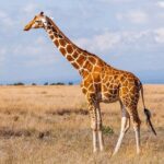 4 Day Kruger National Park and Panorama Tour from Johannesburg - Practical Insights and Value