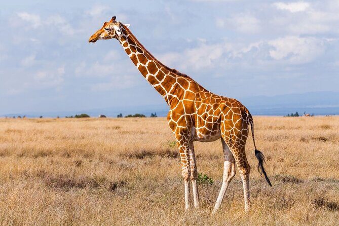 4 Day Kruger National Park and Panorama Tour from Johannesburg - Practical Insights and Value