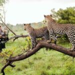 4-Day Kruger National Park & Panorama Route Tented Safari - What’s Included and What to Expect