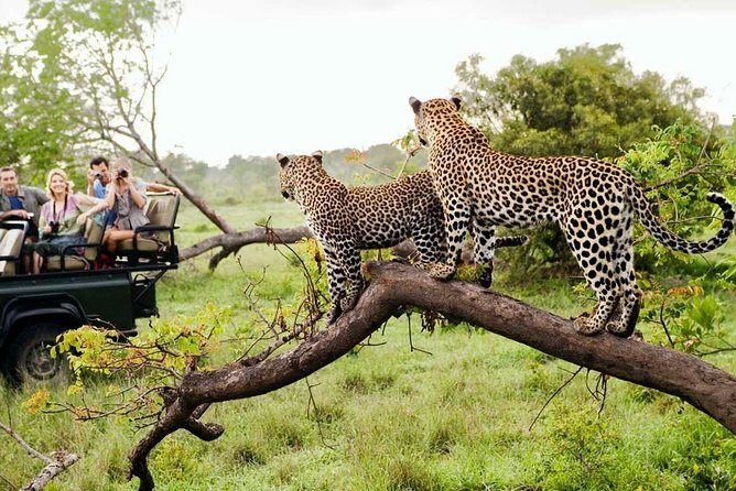 4-Day Kruger National Park & Panorama Route Tented Safari - What’s Included and What to Expect