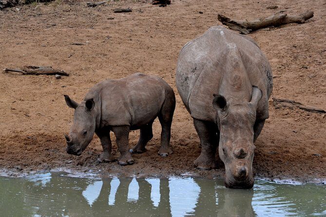 4-Day Kruger National Park Safari from Johannesburg - Why This Tour Offers Real Value