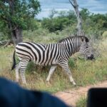 4 Day Lodge and Treehouse Kruger National Park Safari - What’s Included and What to Expect