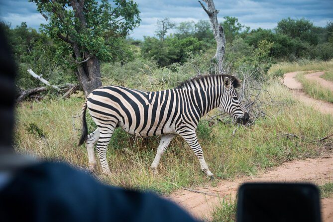 4 Day Lodge and Treehouse Kruger National Park Safari - What’s Included and What to Expect