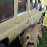 4-Day Lodge Private Tour to Tarangire, Serengeti and Ngorongoro - Who Is This Safari Best For?