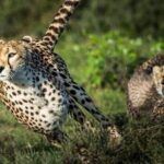 4-Day Majestic Group Tour in Safari - Authentic Experiences & Hidden Gems