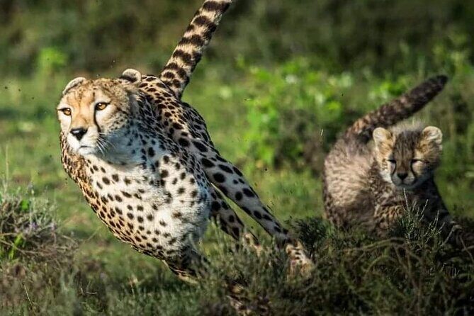 4-Day Majestic Group Tour in Safari - Authentic Experiences & Hidden Gems