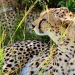 4-Day Masai Mara and Lake Nakuru Jeep Safari - Authentic Experiences from Travelers