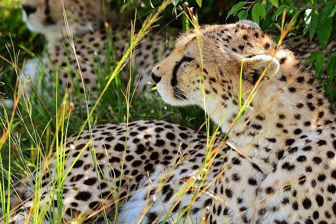4-Day Masai Mara and Lake Nakuru Jeep Safari - Authentic Experiences from Travelers