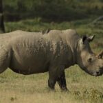 4-Day Masai Mara and Lake Nakuru safari from Nairobi. - Who Would Love This Tour?