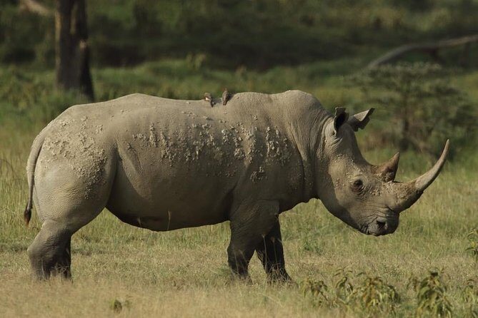 4-Day Masai Mara and Lake Nakuru safari from Nairobi. - Who Would Love This Tour?