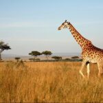 4-Day Masai Mara and Lake Nakuru Safari Tour from Nairobi - The Sum Up