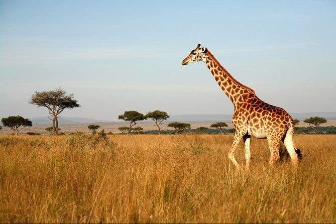 4-Day Masai Mara and Lake Nakuru Safari Tour from Nairobi - The Sum Up