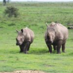 4-Day Masai Mara Big Five Safari - Who Is This Safari Best For?