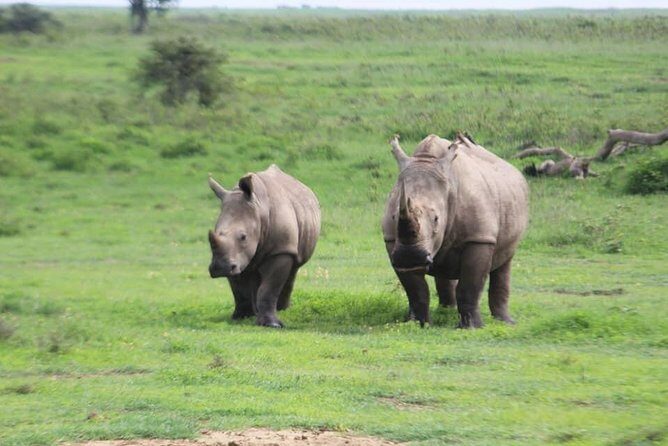 4-Day Masai Mara Big Five Safari - Who Is This Safari Best For?