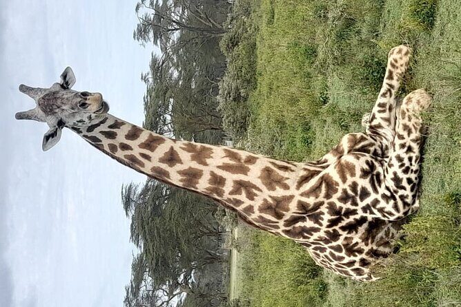 4-Day Masai Mara, L Naivasha and L Nakuru Safari - Who Is This Safari Best For?