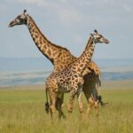 4 Day Masai Mara & Lake Nakuru Group Joining Camping Safari - Daily Departures - Exploring the Itinerary in Detail