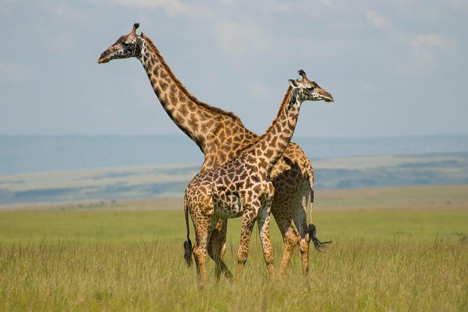 4 Day Masai Mara & Lake Nakuru Group Joining Camping Safari - Daily Departures - Exploring the Itinerary in Detail
