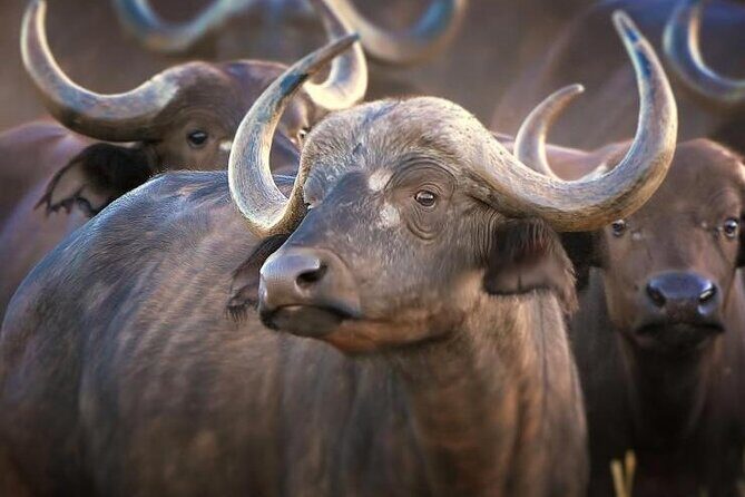 4-Day Masai Mara - Luxury Private safari (JEEP) - What You Get (and What You Dont)