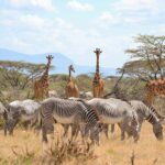 4 Day Mid-range Serengeti Safari - Practical Details and Tips
