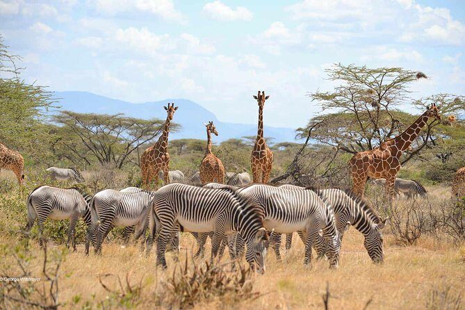4 Day Mid-range Serengeti Safari - Practical Details and Tips