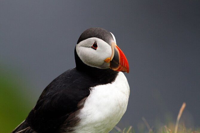 4 Day Mull, Iona and Staffa Puffin Experience from Edinburgh - Practical Details and Tips