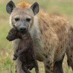 4-Day Northern Tanzania Camping Tour Safari - What’s Included and What’s Not