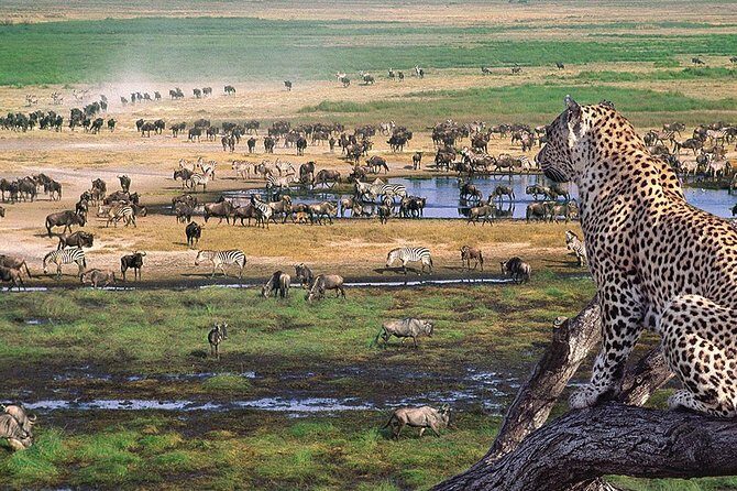 4 Day Private Camping Safari in Serengeti,Ngorongoro and Tarangire National Park - Authentic Encounters and Unique Activities