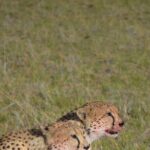 4 Day Private Lake Naivasha and Maasai Mara Safari Adventure - A Closer Look at the 4-Day Kenyan Safari Experience