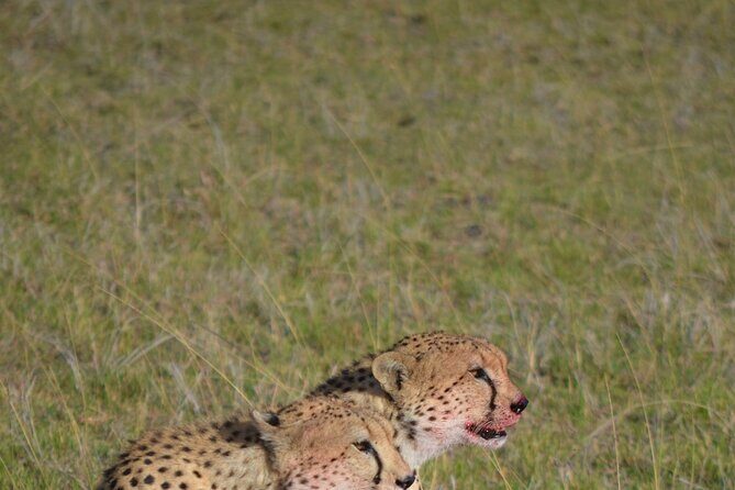 4 Day Private Lake Naivasha and Maasai Mara Safari Adventure - A Closer Look at the 4-Day Kenyan Safari Experience