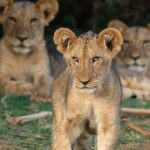 4-Day Private Lodge Safari Tanzania - What Does It All Mean for You?