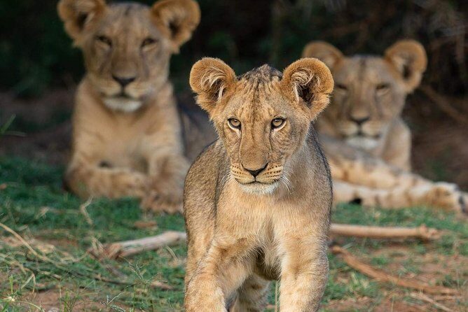 4-Day Private Lodge Safari Tanzania - What Does It All Mean for You?