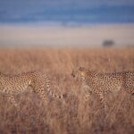 4-Day Private Masai Mara Kenya Safari Tour - Who Will Love This Tour?