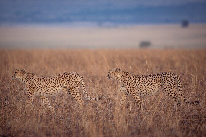 4-Day Private Masai Mara Kenya Safari Tour - Who Will Love This Tour?