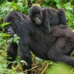 4-Day Private Tour in Bwindi Forest National Park - Detailed Itinerary Breakdown