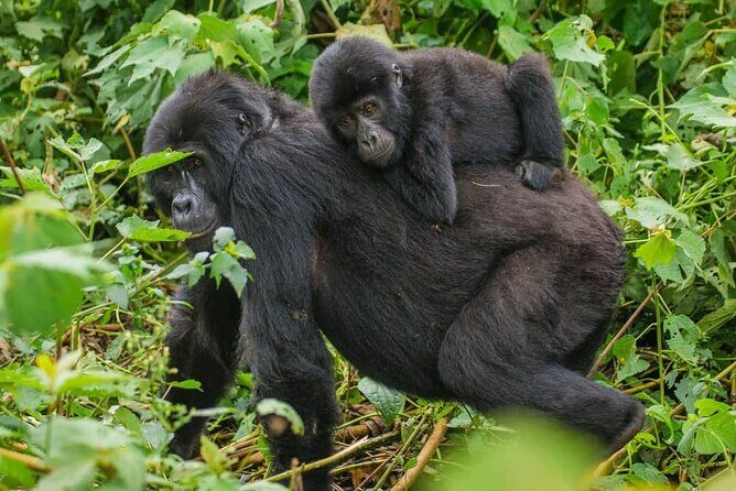 4-Day Private Tour in Bwindi Forest National Park - Detailed Itinerary Breakdown