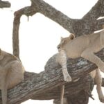 4 Day Private Tour in Tanzania - Practical Details and Experience Quality