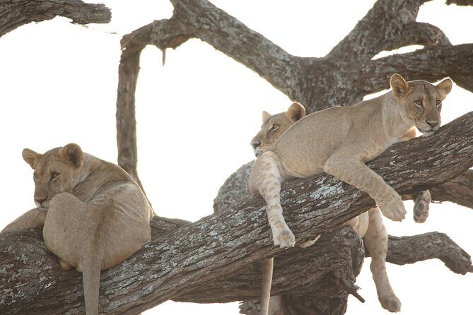 4 Day Private Tour in Tanzania - Practical Details and Experience Quality