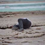 4-Day Private Tour of Jerash, Petra, Wadi Rum, and Dead Sea from Amman - Who Is This Tour Best For?
