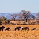 4 Day Private Tour Throughout Tarangire, Serengeti and Ngorongoro - Exploring the Details: What to Expect