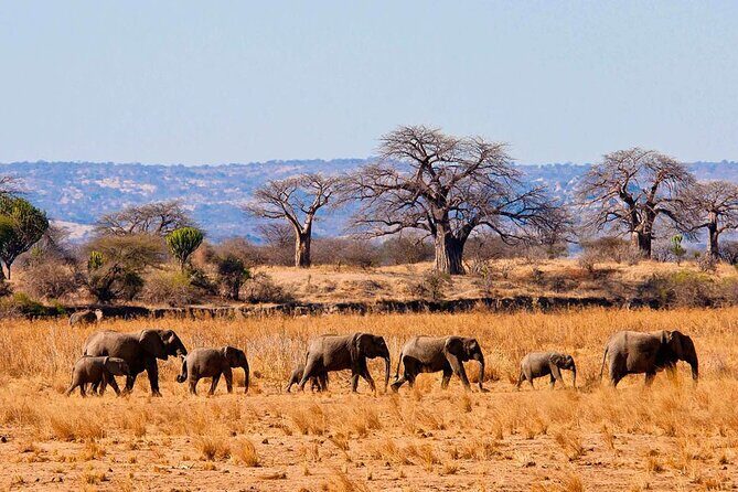 4 Day Private Tour Throughout Tarangire, Serengeti and Ngorongoro - Exploring the Details: What to Expect