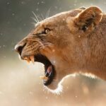 4 Day Private Wilderness Safari in Arusha - Introduction to the Safari Experience