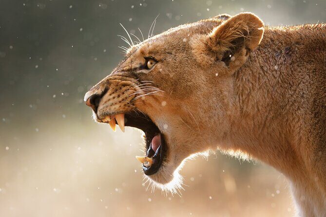 4 Day Private Wilderness Safari in Arusha - Introduction to the Safari Experience