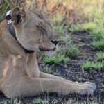 4-Day QENP, Gorillas in Bwindi and Lake Bunyonyi relaxation - Why This Tour Offers Great Value