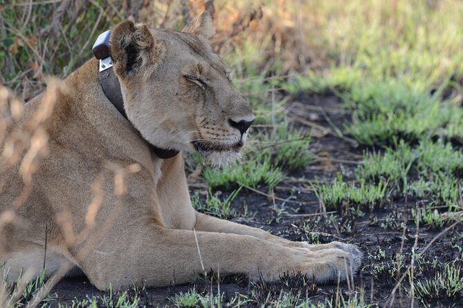 4-Day QENP, Gorillas in Bwindi and Lake Bunyonyi relaxation - Why This Tour Offers Great Value